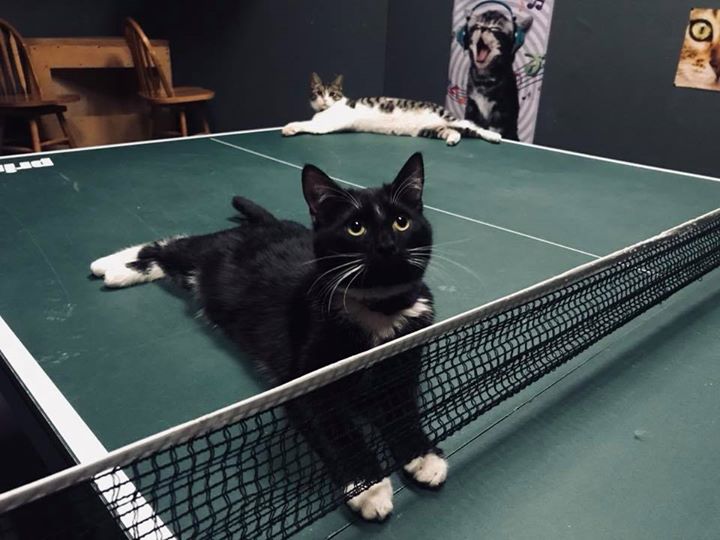 Ping Pong Tournament Organic Cat  Caf  iOnGreenville 
