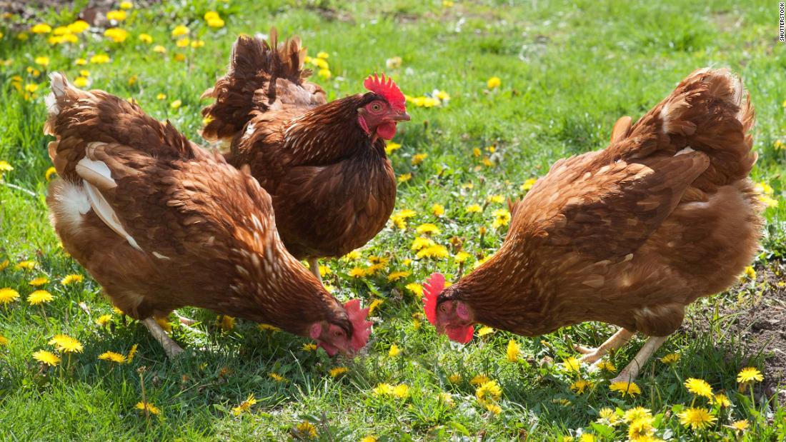 There S A Salmonella Outbreak In 48 States Linked To Backyard Poultry And More People Are Infected Than In Years Past Iongreenville Your Guide To Greenville South Carolina
