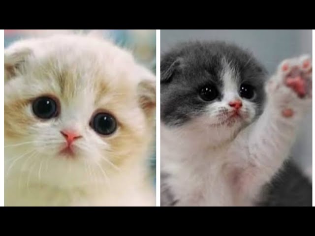 Baby Cats - Cute And Funny Cat Videos Compilation #2 | Cute Animals -  iOnGreenville: Your Guide to Greenville South Carolina