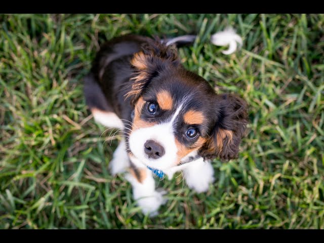 Baby cute animals video || funny cute baby animals video compilation ||  cute animals videos - iOnGreenville: Your Guide to Greenville South Carolina