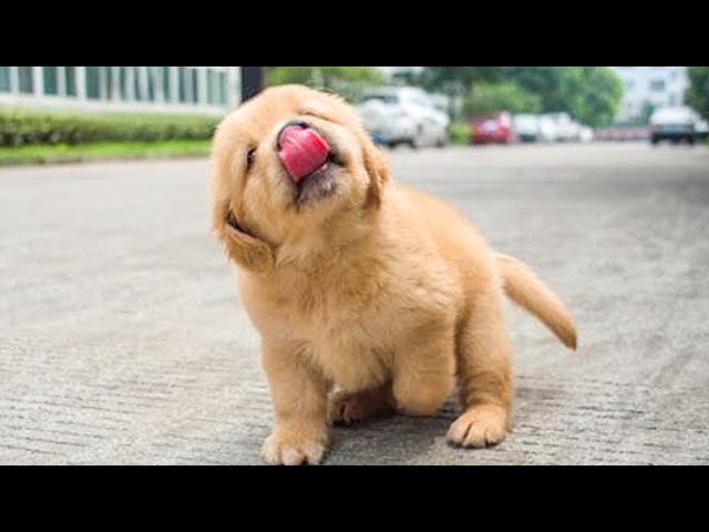 Funniest & Cutest Golden Retriever Puppies - 30 Minutes of Funny Puppy  Videos 2020 #2 - iOnGreenville: Your Guide to Greenville South Carolina