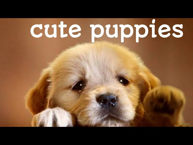 Cute baby animals Videos Compilation cutest moment of the animals - Cutest  Puppies #1 - iOnGreenville: Your Guide to Greenville South Carolina