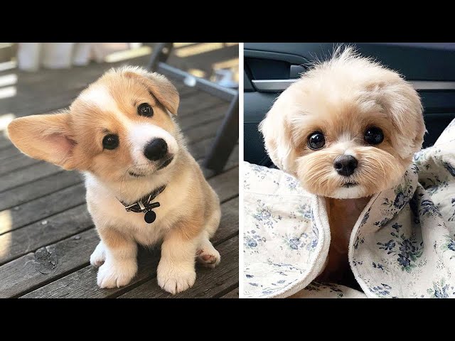 cute dogs doing funny things