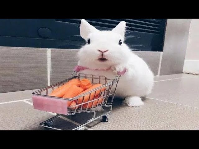 Funny and Cute Baby Bunny Rabbit Videos - Baby Animal Video Compilation #3  (2020) - iOnGreenville: Your Guide to Greenville South Carolina