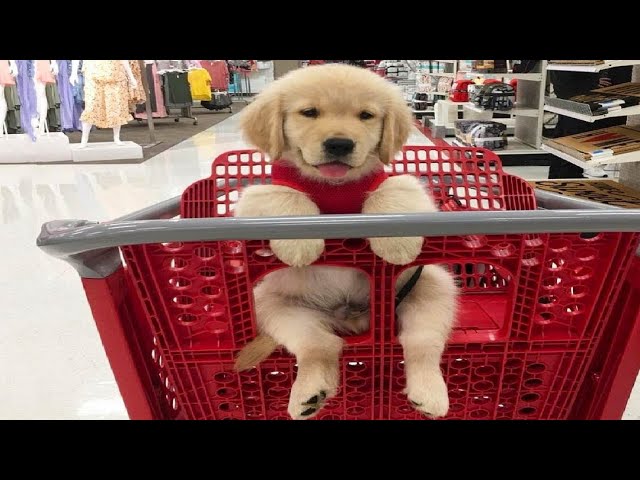 Funniest & Cutest Golden Retriever Puppies #22- Funny Puppy Videos 2020 -  iOnGreenville: Your Guide to Greenville South Carolina