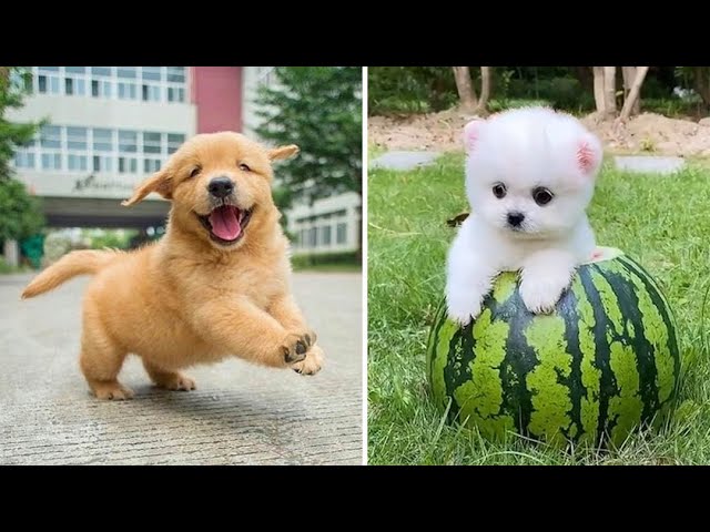 Baby Dogs 🔴 Cute and Funny Dog Videos Compilation| Funny Puppies