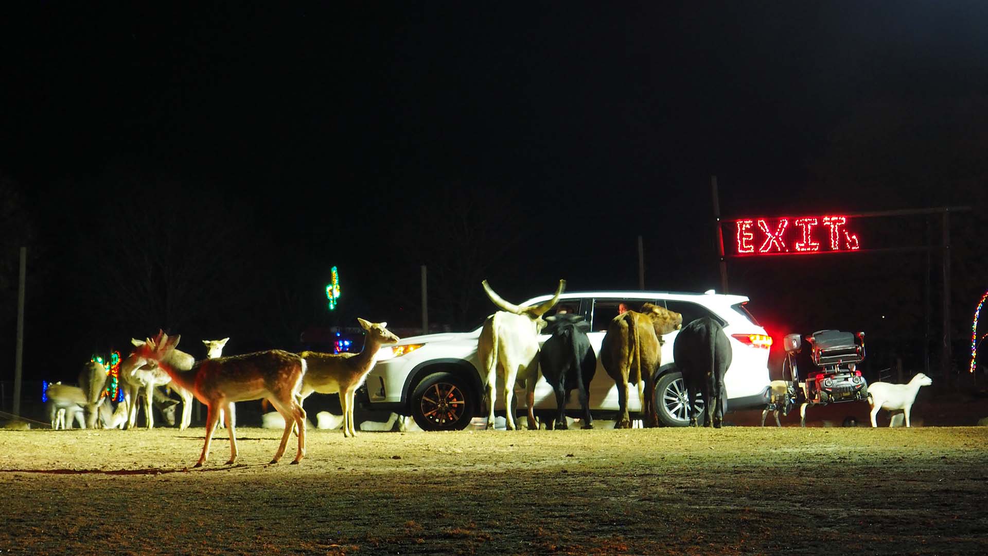 Hollywild opens drivethru Holiday Lights Safari, celebrating 30th