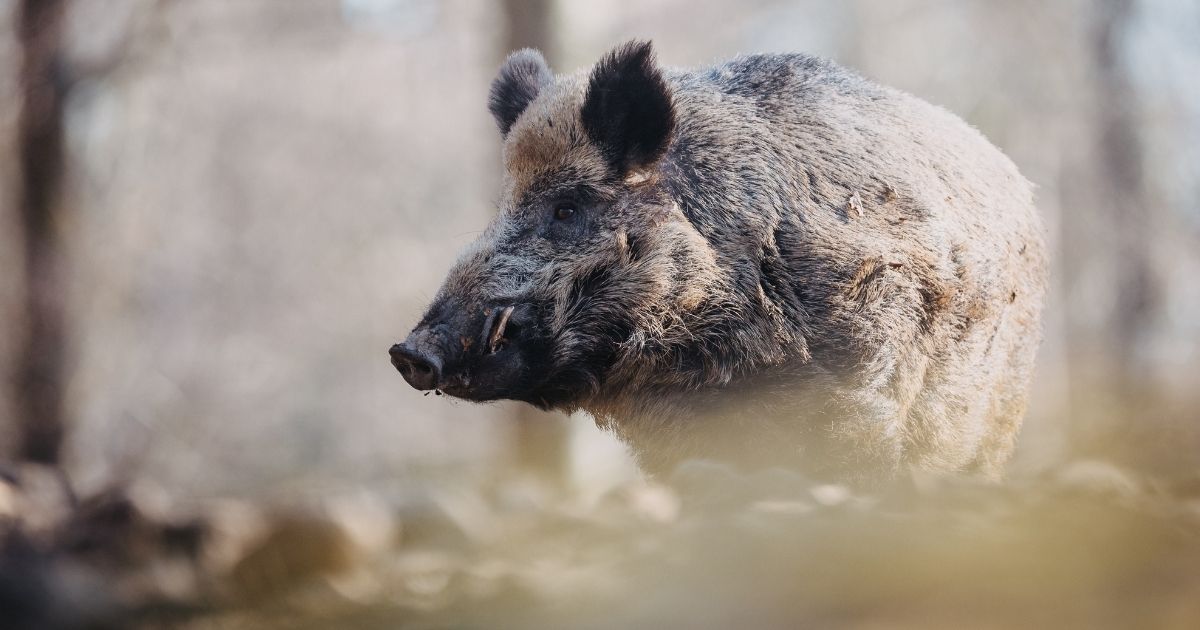 Top Tactics for Better Hog Hunting