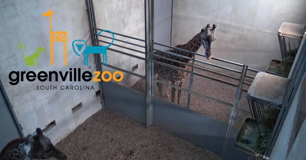 greenville zoo giraffe