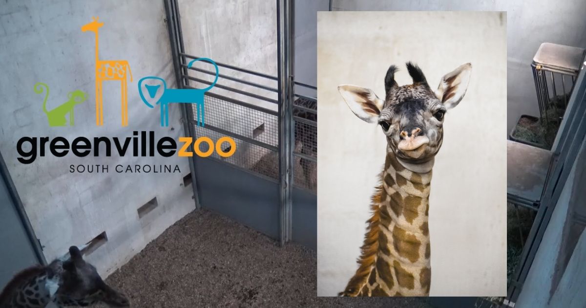 greenville zoo giraffe