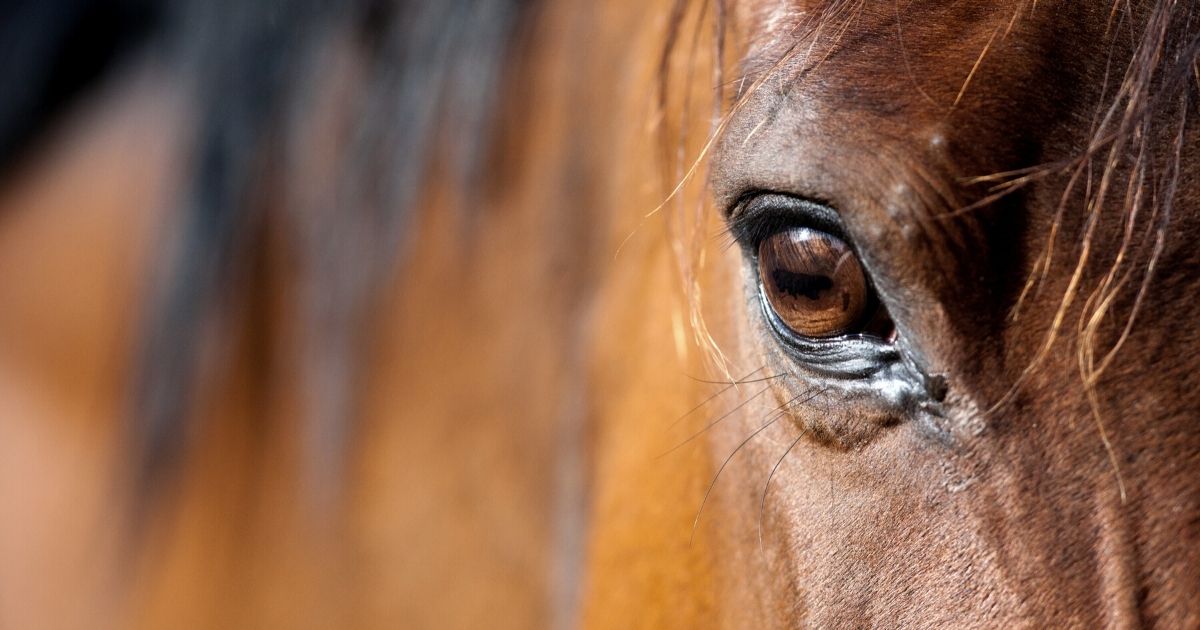 Your New Horse: Tips for Horse Ownership
