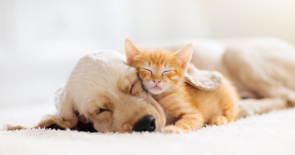 Tips for Helping Your Cat and Dog Get Along