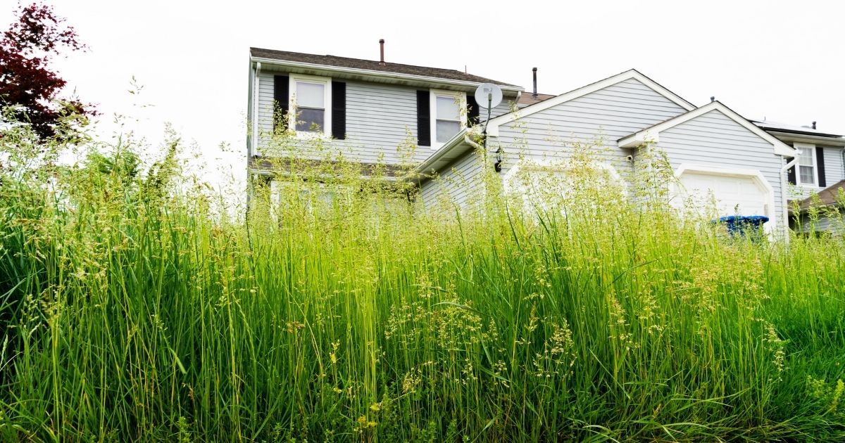 Protecting Your Property: The Dangers of an Overgrown Lawn